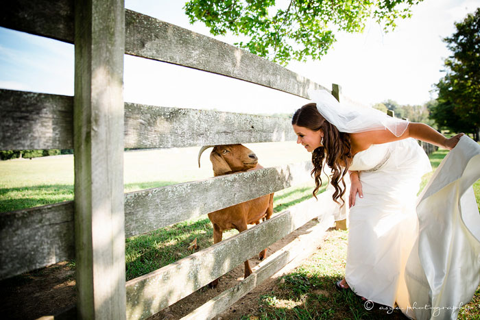 Bride with Farm Animals