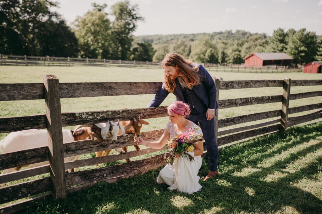 Newlyweds standing at the farm fence petting goats.