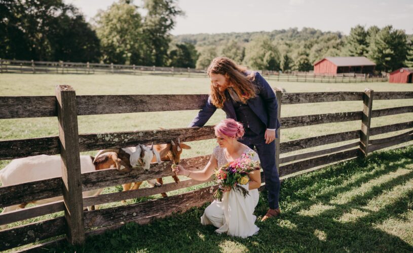 Newlyweds standing at the farm fence petting goats.