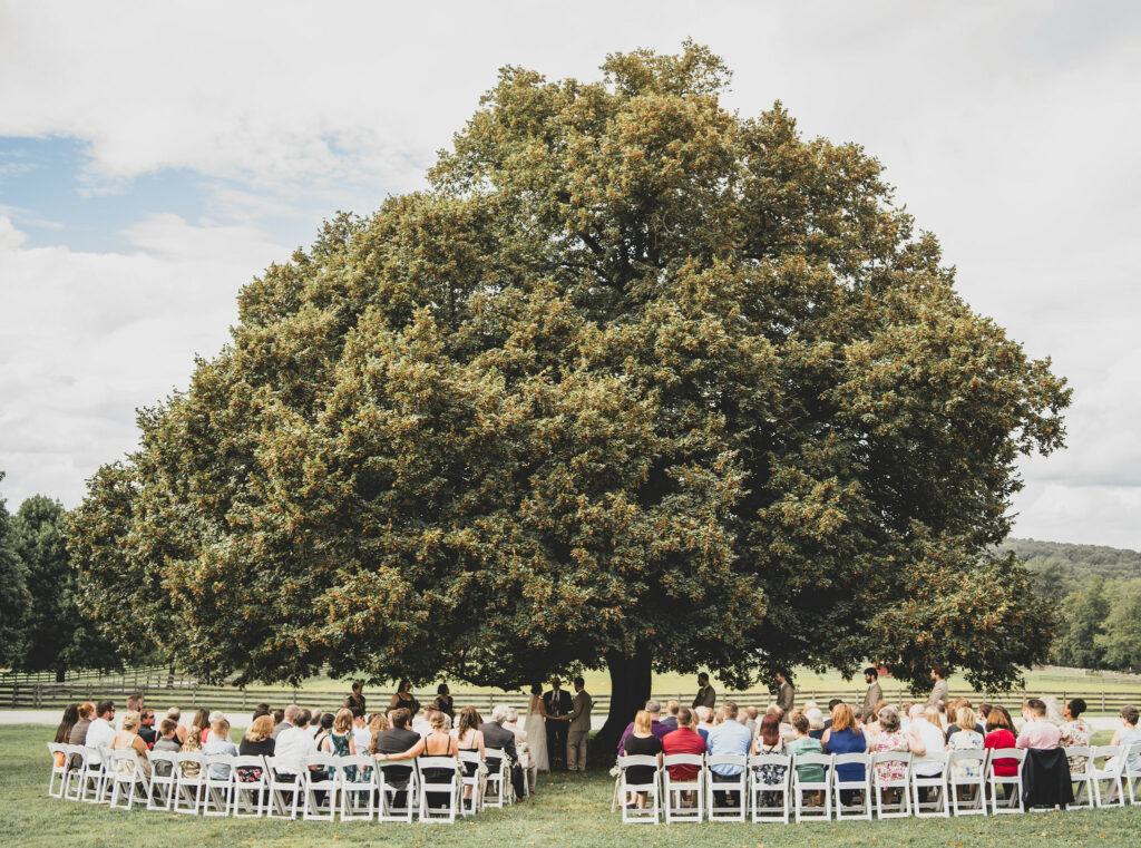 Ceremony with guests seated under giant oak tree.