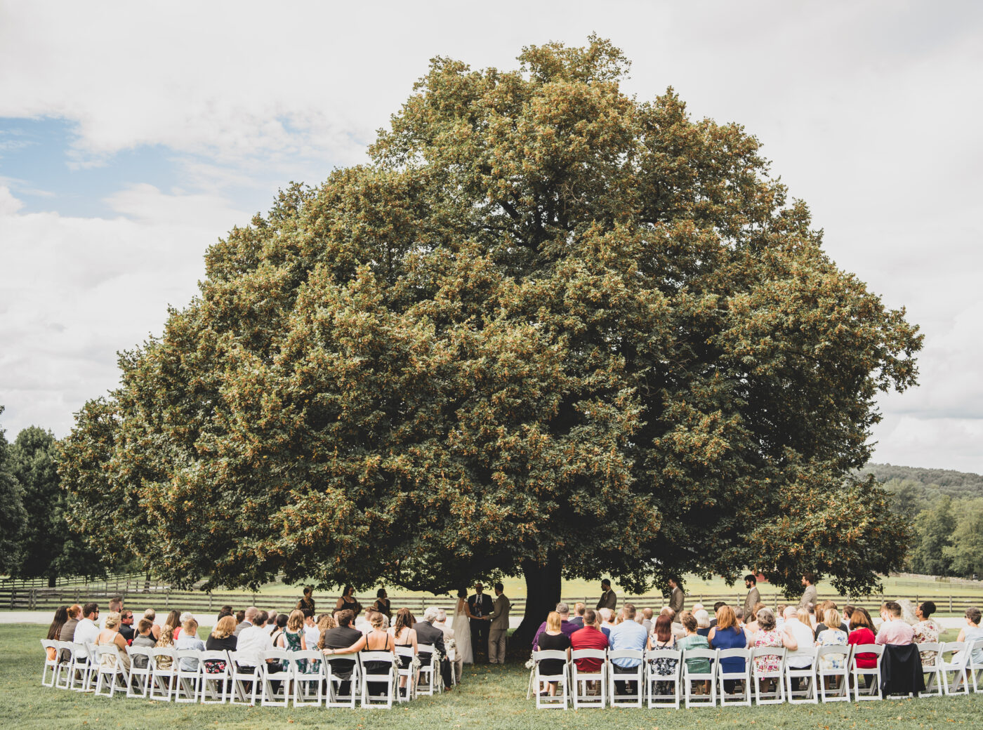 The Linden Tree - Springton Manor Farm