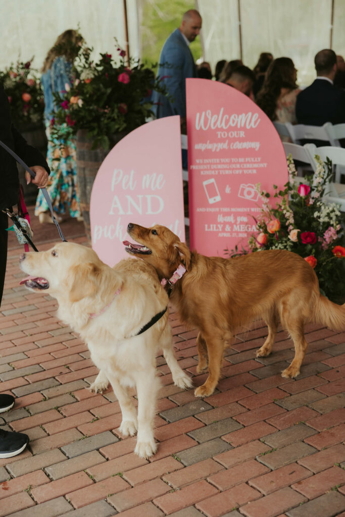 The couples two golden retriever's greeting guests at the ceremony.